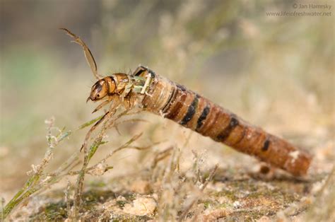 Caddis fly and case